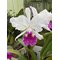 LC Callistoglossa (C purpurata rojo violeta x C warscewiczii semialba)