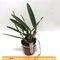 Laelia rubescens x Broughtonia negrilensis