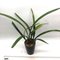 Цимбидиум (Cymbidium ensifolium Sa Mo Jin 蕯摩錦)(1128)
