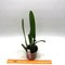 Сattleya x hardyana (C.dowiana aurea x C.warscewiczii  alba)