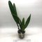cattleya triumphans Эквадор