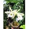 Cattleychea Pink Marie (Laelia purpurata alba x Prosthechea mariae)
