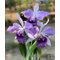 Cattleya Mishima Elf Blue Ocean (C. G. Roebling x walkeriana)