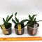Laelia dayana