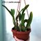 .Laelia anсeps