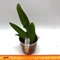 Cattleya eldorado f. concolor (Clori x BV)