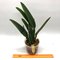 Cattleya  maxima
