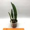 Cattleya maxima x sib