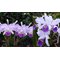 Cattleya (luedemanniana coerulea x warcsewiczii coerulea)
