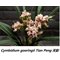 Цимбидиум (Cymbidium goeringii Tian Peng 天彭)(1132)
