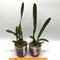Cattleychea Pink Marie (C. purpurata schusteriana x Ech. mariae)