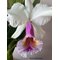 Cattleya Maggie Raphael  (dowiana x trianae  tipo)