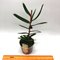 Angraecum florulentum