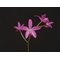 Laelia ghillanyi