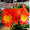 Rlc. Star of Siam
