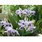 LC CG Roebling ´Beach View´ (Cgaskelliana x Laelia purpurata) coerulea