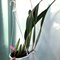 Laelia splendida x Laelia anceps v dowsonii
