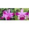C.intermedia 1818 flamea x intermedia flamea 218 BS