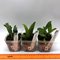 Laelia alaorii x sib