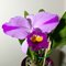 Cattleya Eva's Fabula y Fantasia 'Splash' (C.trianae x C.wallisii)