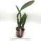 Cattleya  mendellii x warscewizcii