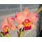Pot. Martha’s Sunburst (Slc. Tokyo Life 'SVO’ HCC/AOS x Pot. Martha Clarke 'Bali Flare' HCC/AOS)