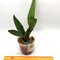 Cattleya Maxima coerulia