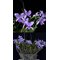 Guariante skenerii f.coerulea 'My Blue Heaven' .