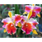 Rlc. Amazing Thailand 'Rainbow'