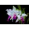 Cattleya warscewiczii f. semi-alba x sib