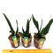 Cattleya Gigas S/A / Tamanho