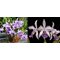 Cattleya (Laelia lobata coerulea x C warscewiczii coerulea 'Blau')посев