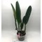 LC CG Roebling ´Eclipse´  (C gaskelliana x Laelia purpurata) coerulea