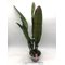 -  Cattleya labiata x Cattleya rex