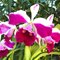 Cattleya skinneri var alba