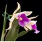 Cattleychea Pink Marie (C. purpurata schusteriana x Ech. mariae)