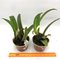 Cattleya maxima albescens