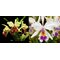 Cattleya X Hardyana (C dowiana aurea x C warscewiczii semialba Katya)
