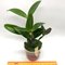 Cattleya violacea
