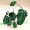 Филодендрон глориозум вариегатный (gloriosum 'Variegated')