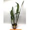 Laelia purpurata var. Striata