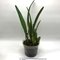 Лаелия (Laelia  purpurata delicata)(481)