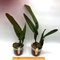 Laelia  crispa