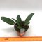 Cattleya violacea var. Flammea