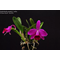 Hadrolaelia (Laelia) Pumila Rubra