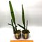 Laelia purpurata ( werkauserii x roxo violeta )S7143