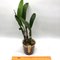 Laeliocattleya cornelia caerule