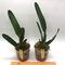 Laelia purpurara ( alba x alba ).