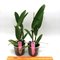 Cattleya harrisonae x C dowiana