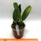 Cattleya labiata f. Alba .